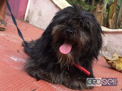 lhasa apso for sale