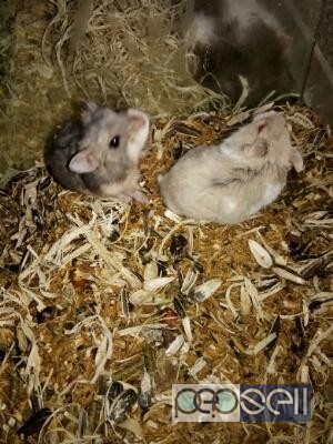 dwarf hamsters for sale near me