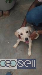 Labrador Retriver Puppy for sale in Coimbatore 0 