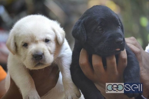 free labrador puppies