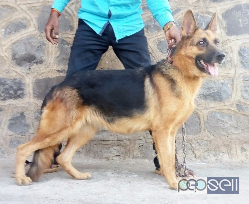 Gsd Adult female for sale. | Kolhapur free classifieds