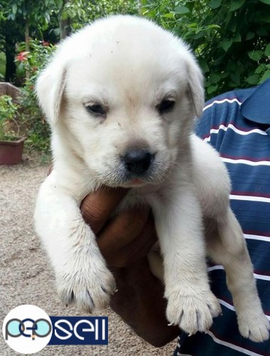 labrador puppies for sale near me