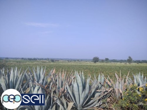 100 acres agriculture Land for sale 4 