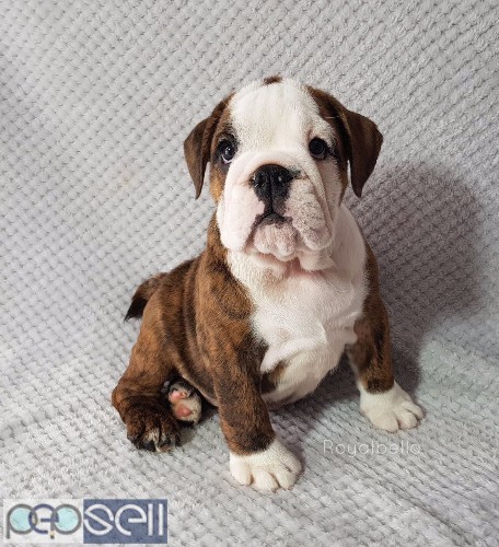 Champion bulldog puppies for adoption 2 