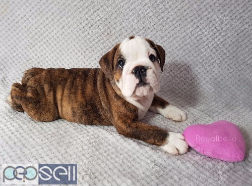 Champion bulldog puppies for adoption 1 