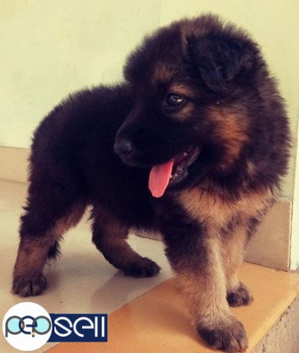 gsd puppies for sale