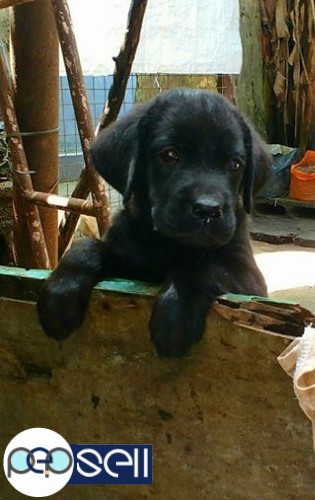 black lab 2 months