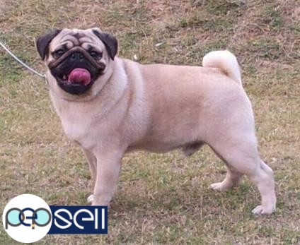 11 month old pug male for sale 