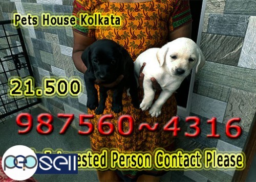 Top LABRADOR Dogs available At KOLKATA   Call If Interest 0 