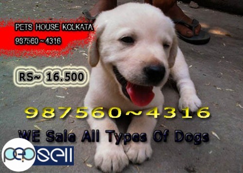 Top LABRADOR Dogs available At KOLKATA   Call If Interest 1 