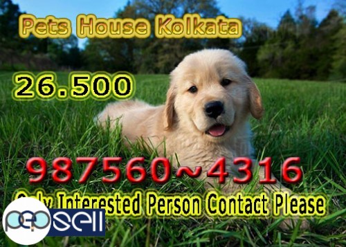 Top LABRADOR Dogs available At KOLKATA   Call If Interest 2 