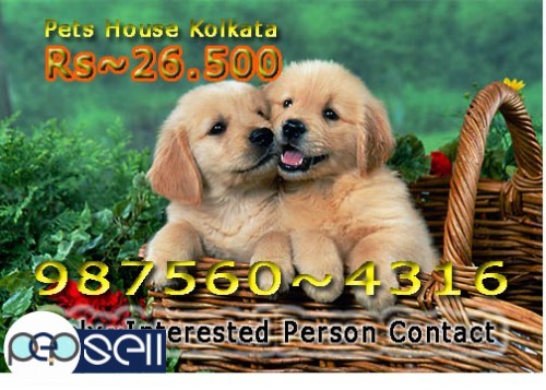 Top LABRADOR Dogs available At KOLKATA   Call If Interest 4 