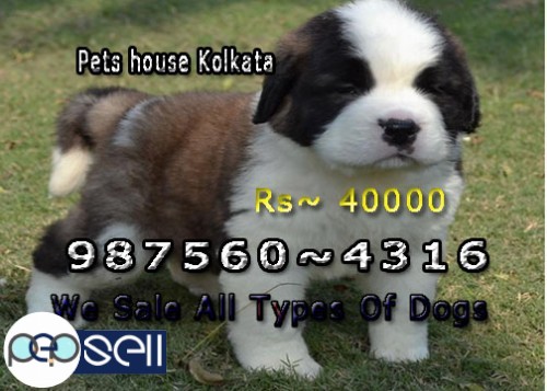 Top LABRADOR Dogs available At KOLKATA   Call If Interest 5 