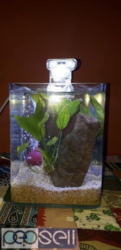 Cube Aquarium for sale at Banglore 0 