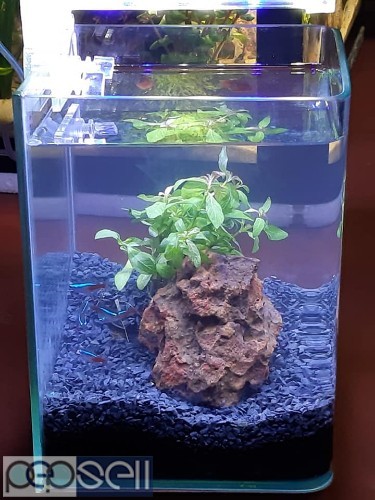 Cube Aquarium for sale at Banglore 2 