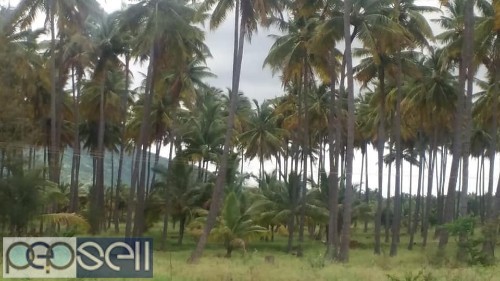 16 acre coconut plantation with farm house at Cumbum 0 