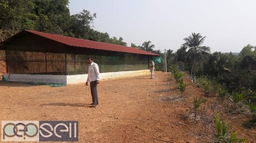 Agricultural land for sale at Vorkady, Kasargod 1 