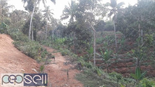 Agricultural land for sale at Vorkady, Kasargod 4 