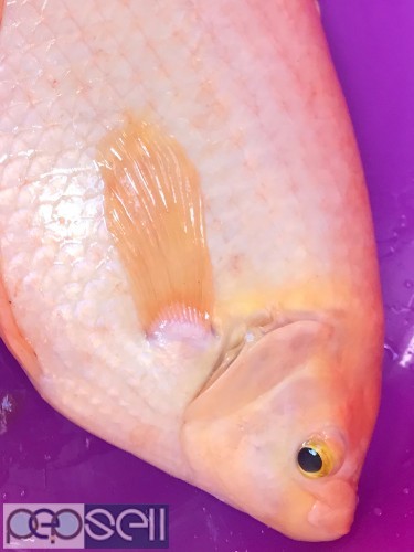 Pink Giant Gourami fish available for sale 0 