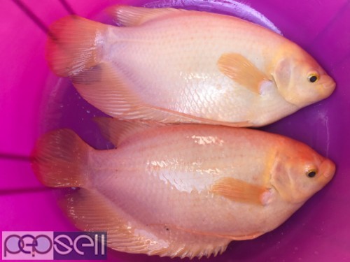 Pink Giant Gourami fish available for sale 2 