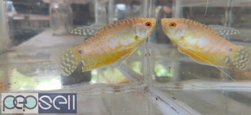 Pearl Gourami 0 