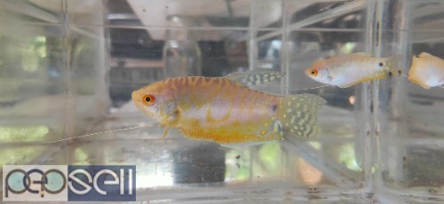 Pearl Gourami 1 