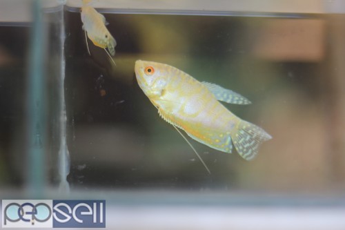 Pearl Gourami 2 