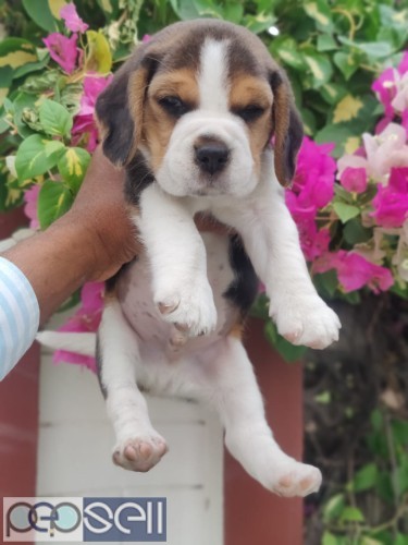 Trust Kennel Beagle Pups Ready For Sale Delhi 0 