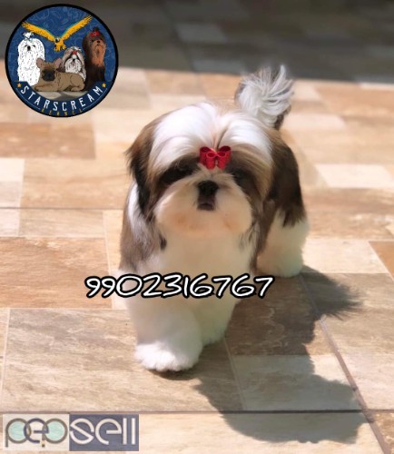 Top Quality Shih Tzu Puppies For Sale In Bangalore 0 