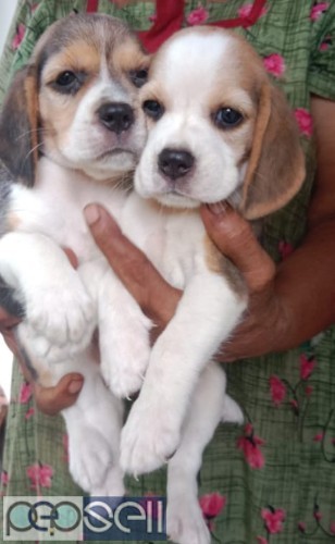 Beagle puppies 0 