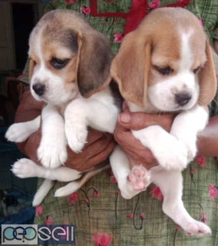 Beagle puppies 1 