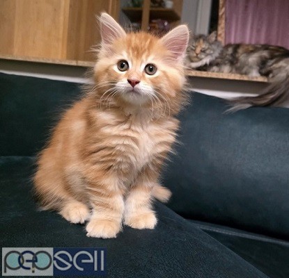 Registered Maine Coon Kittens For Sale 0 