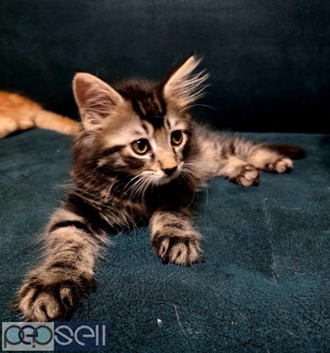 Registered Maine Coon Kittens For Sale 1 