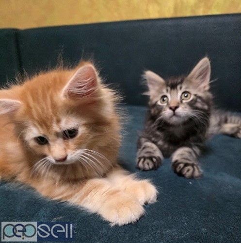 Registered Maine Coon Kittens For Sale 2 